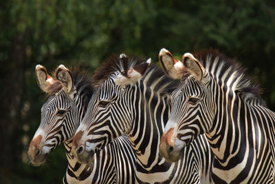 Close-up of zebras in the forest