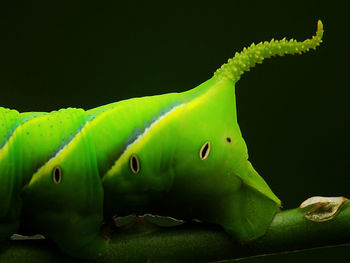 Close-up of green lizard on leaf