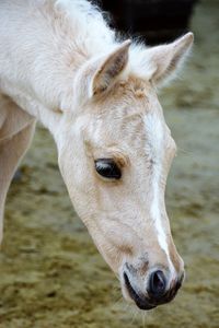 Close-up of horse on field