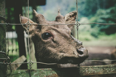 A deer in rancaupas