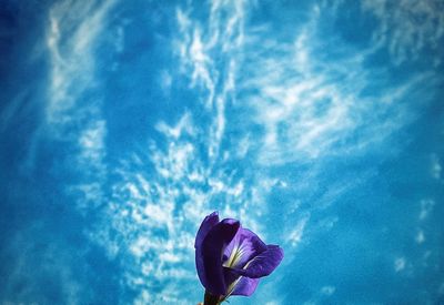 Low angle view of purple flowering plant against blue sky