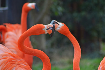 Close-up of orange bird