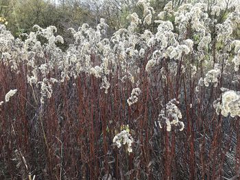 Close-up of white flowering plant in forest