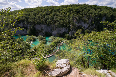 Scenic view of forest