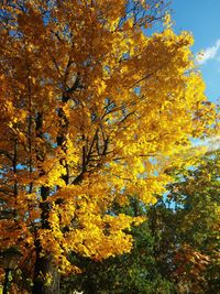 Close-up of yellow autumn tree