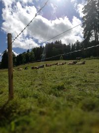 Scenic view of field against sky