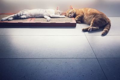 Cat resting on tiled floor