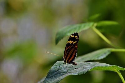 Butterfly on leaf