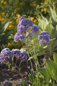 Close-up of purple flowering plants on field