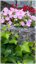 Close-up of pink flowers