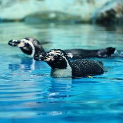 High angle view of duck swimming in pool