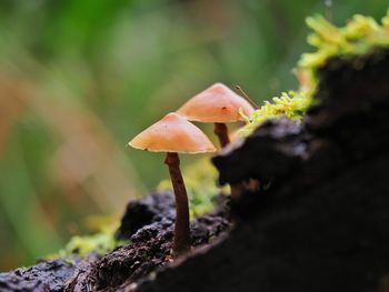 Close-up of mushroom growing on rock