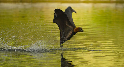 Bird flying over lake