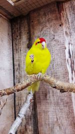 Low angle view of parrot perching on wood