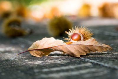 Close-up of dry leaves