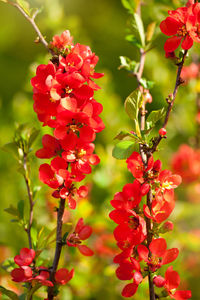 Close-up of red flowers blooming outdoors