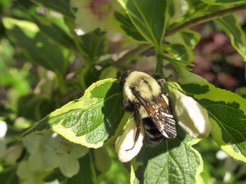 Close-up of bee on leaf