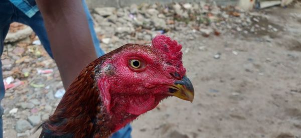 Close-up of a rooster