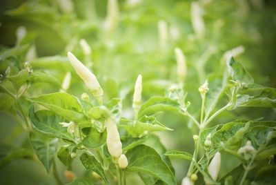 Close-up of green chili pepper plant