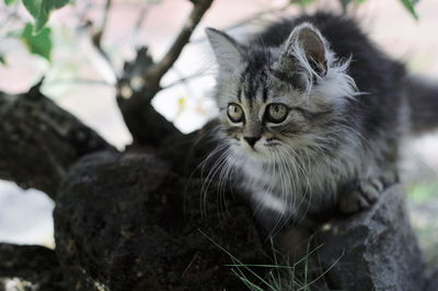 Close-up portrait of a cat