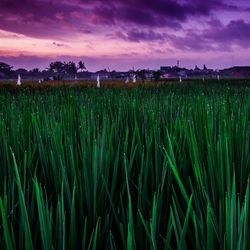 Crops growing on field against sky during sunset