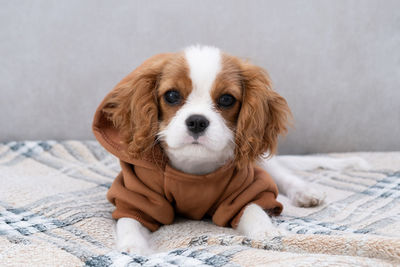 Portrait of a cute puppy wearing a brown hoodie. autumn and winter clothes for pets. cavalier 