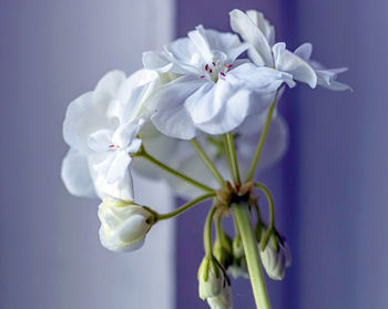 Delicate white geranium flower growing in a pot on the windowsill, narrow focus area, macro