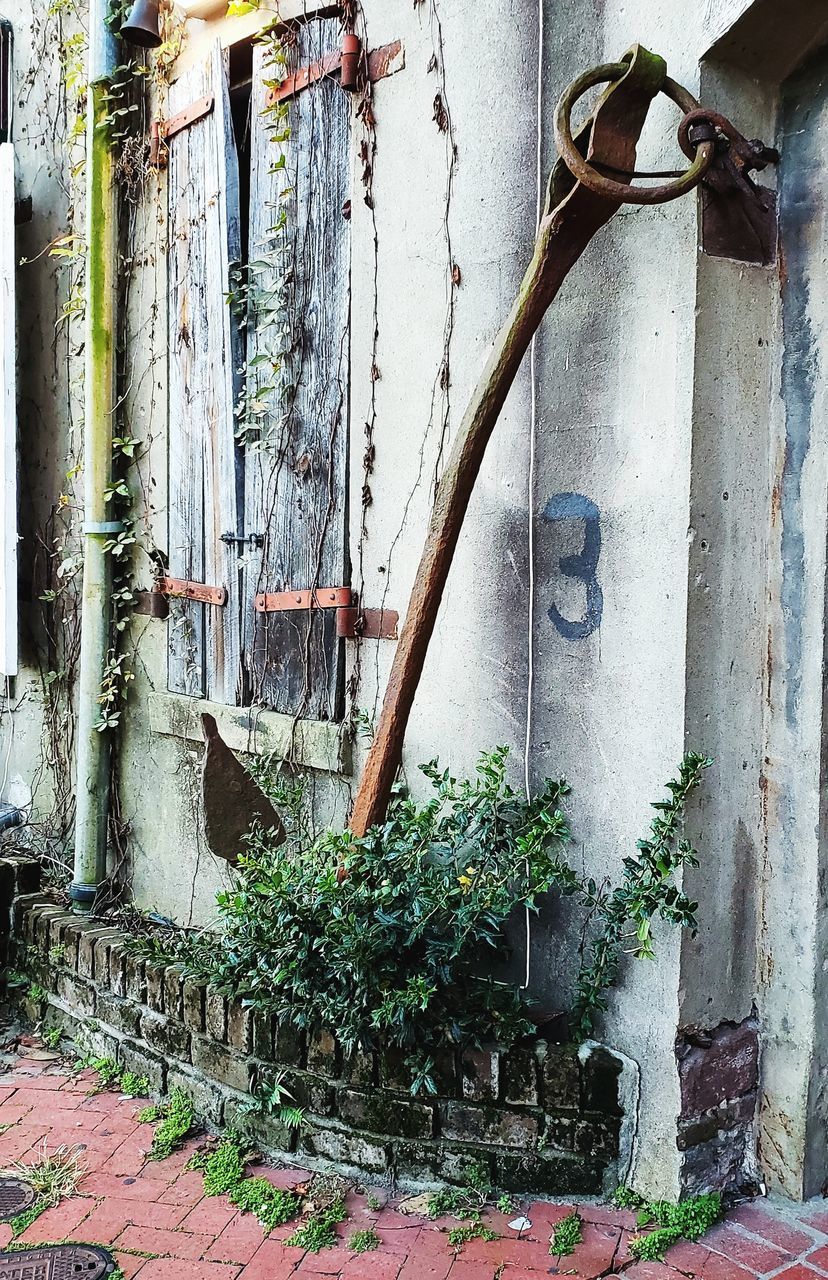 PLANTS GROWING OUTSIDE OLD BUILDING