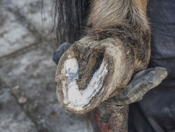 Horse hoof. master farrier check keratin, trimming and balancing horses hooves. blacksmith farrier
