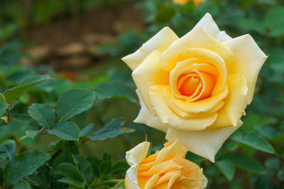 Close-up of yellow rose