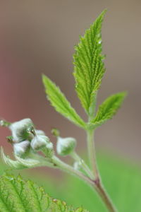 Close-up of green plant