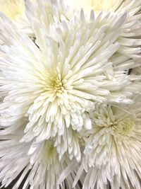 Close-up of white chrysanthemum