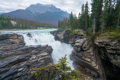 Scenic view of waterfall in forest