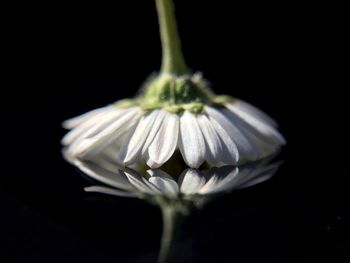 Close-up of flowers over black background