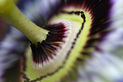 Macro shot of purple flowering plant