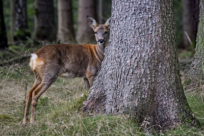 View of an animal on tree trunk