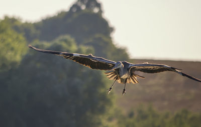 Bird flying over the sky