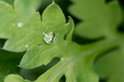 Close-up of leaves