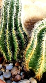 Close-up of cactus plant