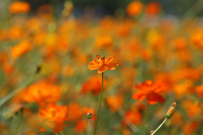 Close-up of orange flowering plant