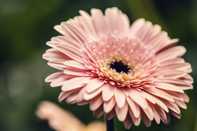 Close-up of pink daisy flower