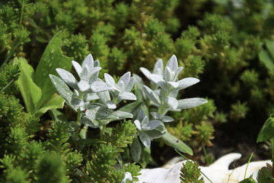 Close-up of white flowering plant