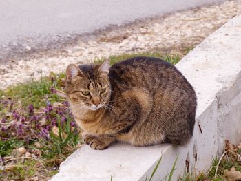 Portrait of a cat