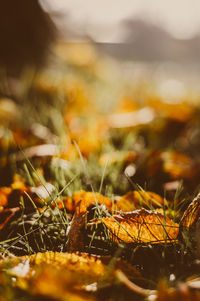Close-up of plants growing on land