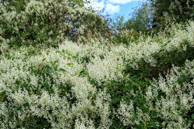 Close-up of plants growing on field