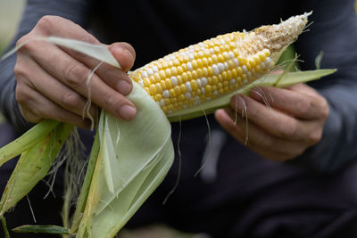 Cropped hand holding corn
