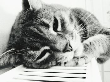 Close-up of cat sleeping