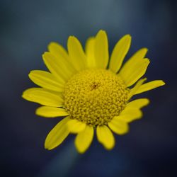 Close-up of yellow flower