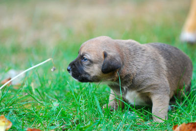 High angle view of puppy on field