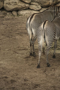 Zebras standing on ground